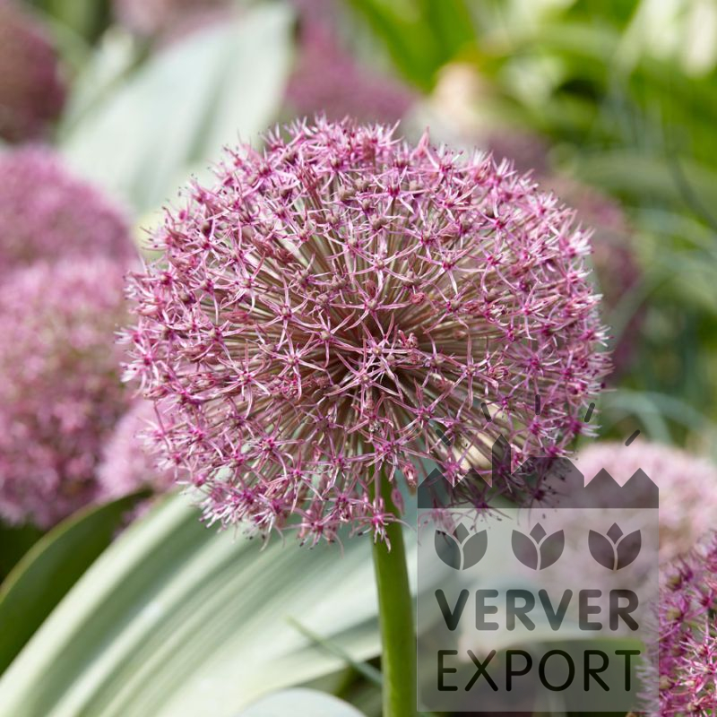 16215 Allium Ail D Ornement Karataviense Red Giant